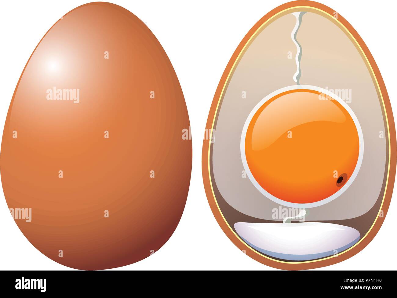 Une illustration de l'anatomie des oeufs de poule Illustration de Vecteur