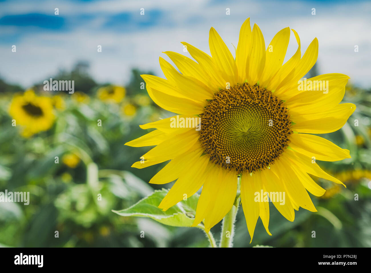 Close up avec fond paysage champ de tournesol. Banque D'Images