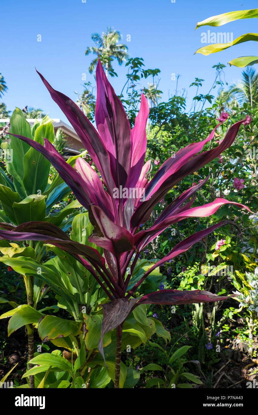 Feuillage coloré rose de cordyline plante sur l'île d'Upolu, dans l'ouest de Samoa, du Pacifique Sud Banque D'Images