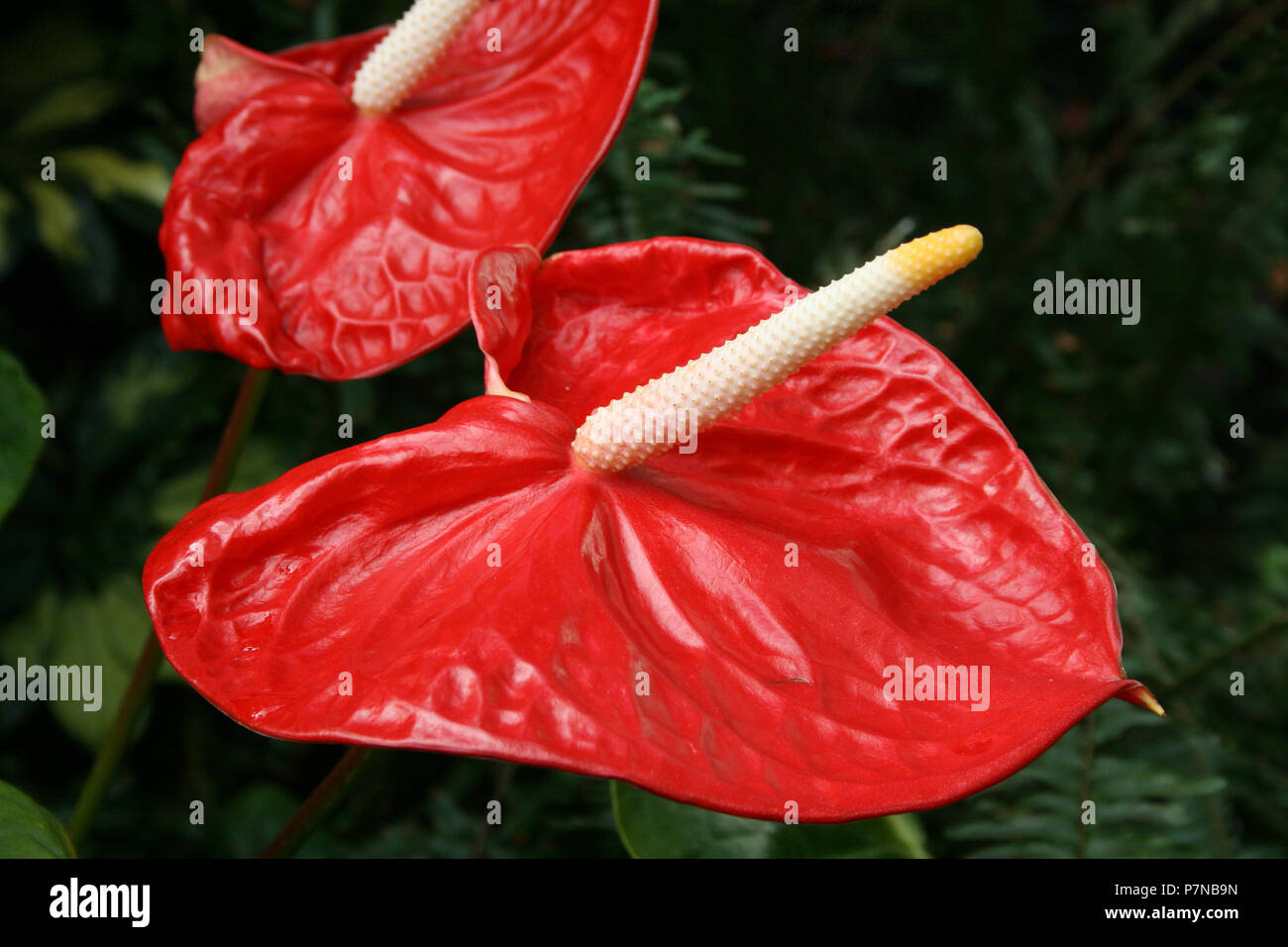 Fleur d'Anthurium rouge, également connu sous le nom de langue, peint fleur Flamingo Flamingo (Lily) ou la queue fleur. Banque D'Images