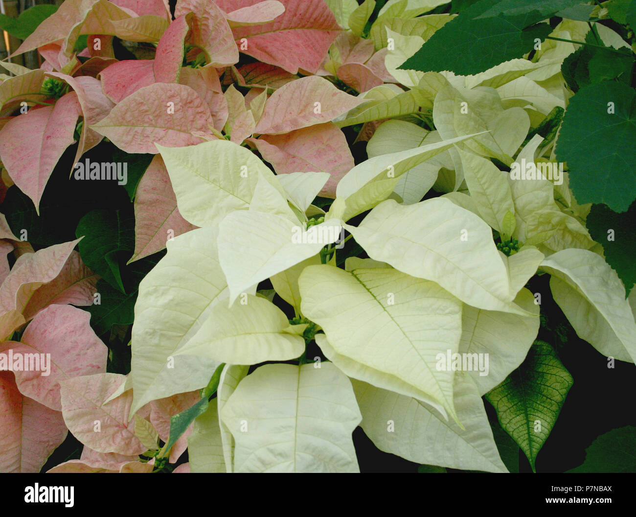 GROS PLAN DE BRACTÉES ROSES ET BLANCHES DE POINSETTIA PLANTS, EUPHORBIA PULCHERRIMA. AUSTRALIE. Banque D'Images