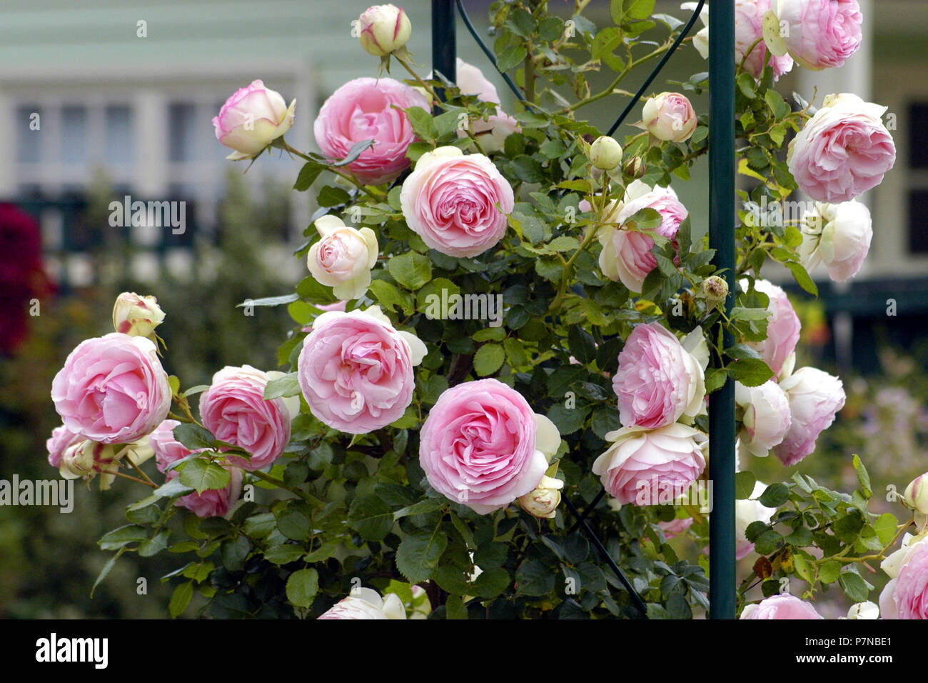 Escalade rose rose de plus en plus metal garden arch, New South Wales, Australie Banque D'Images
