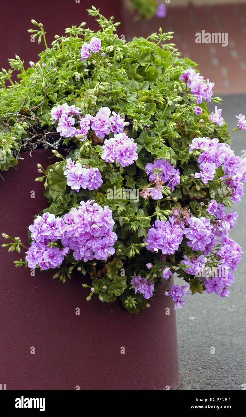 Jardin pot de fleurs mauve Pelargonium Photo Stock - Alamy