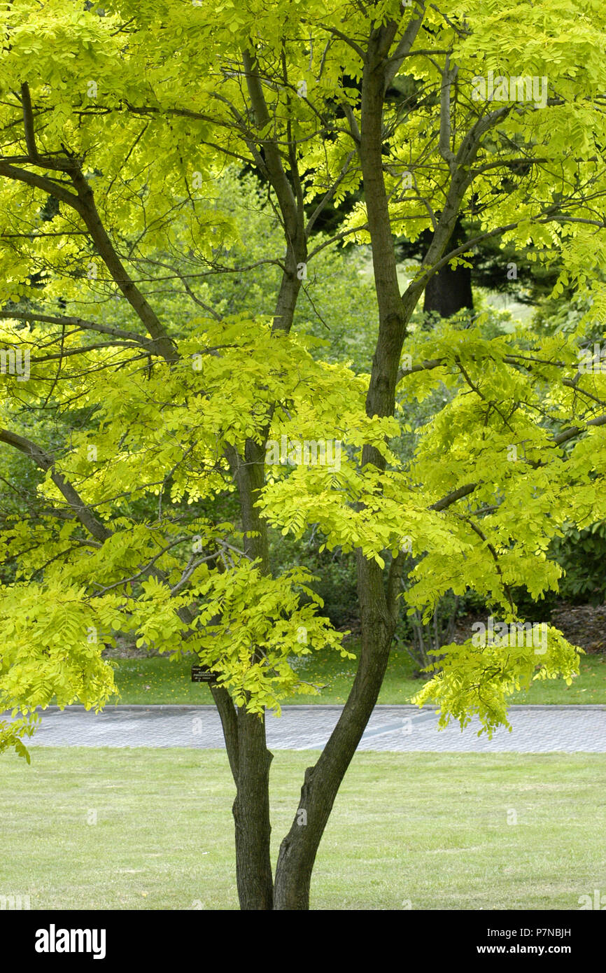 Robinia pseudoacacia communément connue aux Etats-Unis comme Black Locust Tree. En Australie, ces arbres sont considérés comme une semaine de l'environnement. Banque D'Images