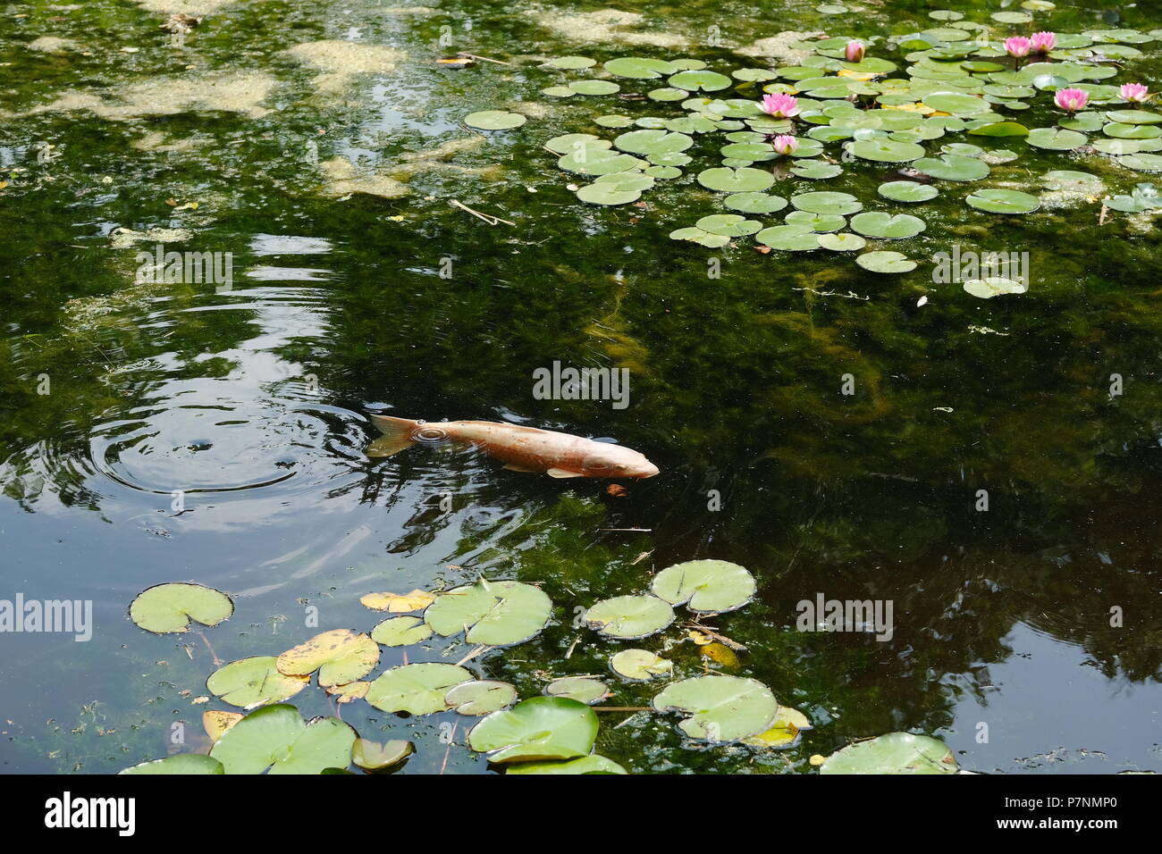 Carpe Koy nageant dans un étang. Banque D'Images
