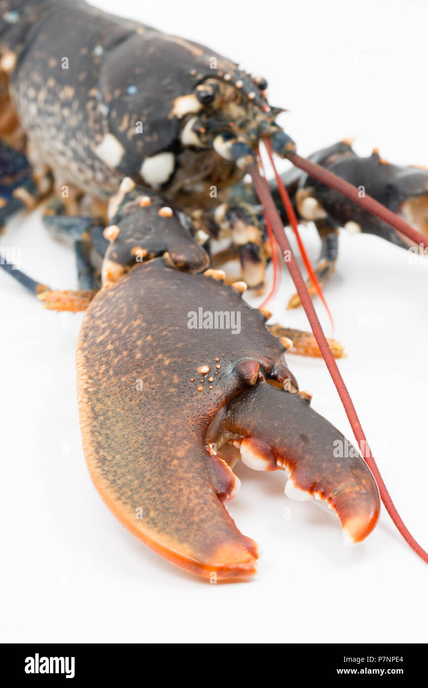 Un homard non cuits, Hommarus gammarus, de la Manche qui a été pris dans un pot. L'image montre la main droite claw whoch est utilisé pour c Banque D'Images