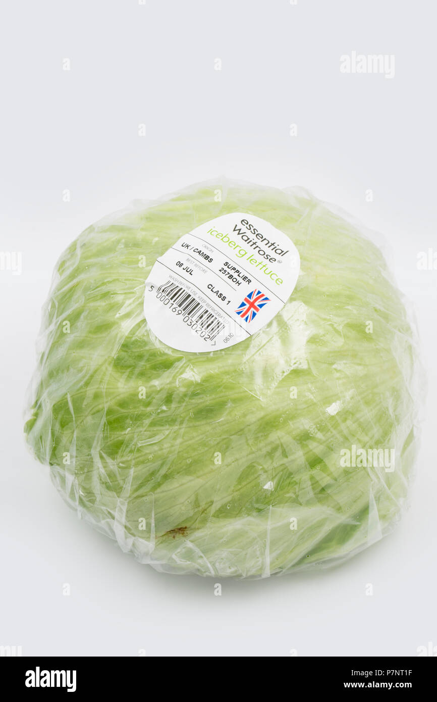Un iceberg laitue cultivée dans le Cambridgeshire UK et acheté dans un supermarché Waitrose. Nord du Dorset England UK GO Banque D'Images