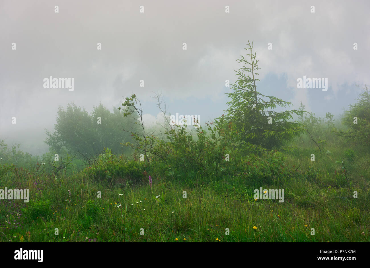 Prairie alpine dans le brouillard et la brume. paysage magnifique, mystérieux à l'intérieur du nuage. Banque D'Images