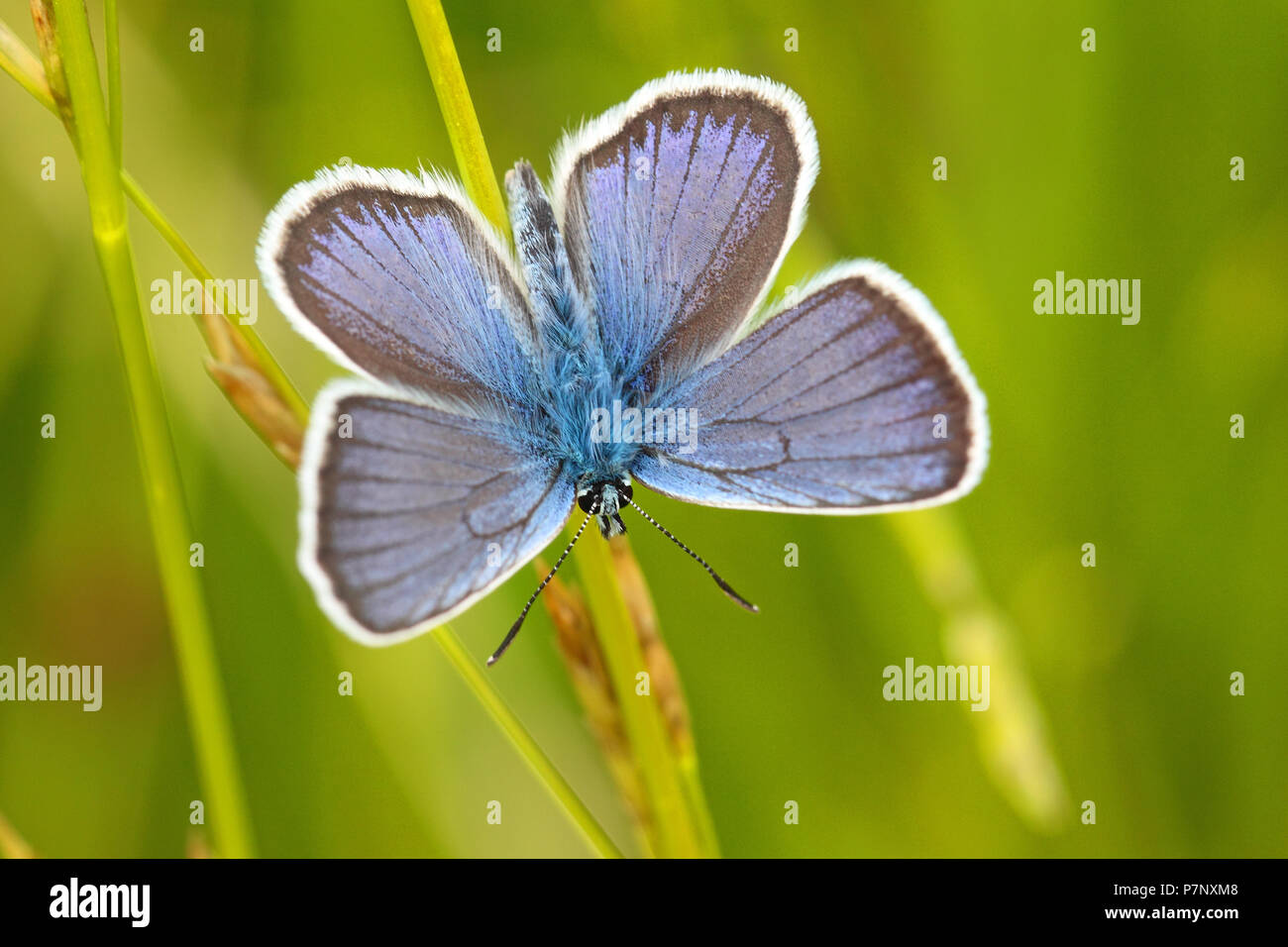 Papillon bleu commun (Polyommatus icarus), Hesse, Allemagne Banque D'Images