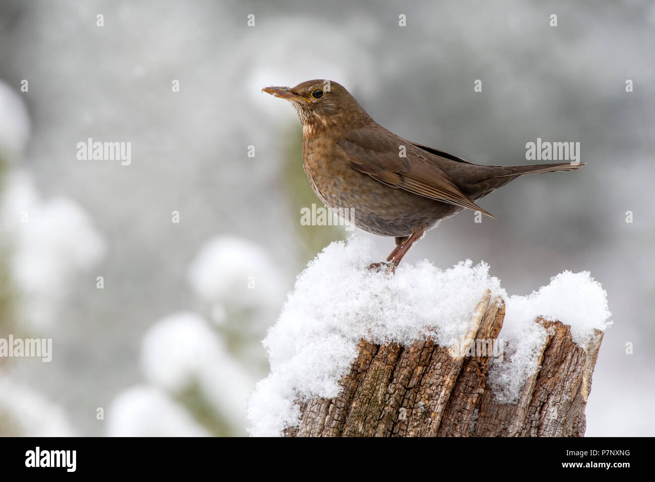 Blackbird (Turdus merula), femme assise dans l'hiver sur une souche d'arbre avec de la neige, Tyrol, Autriche Banque D'Images