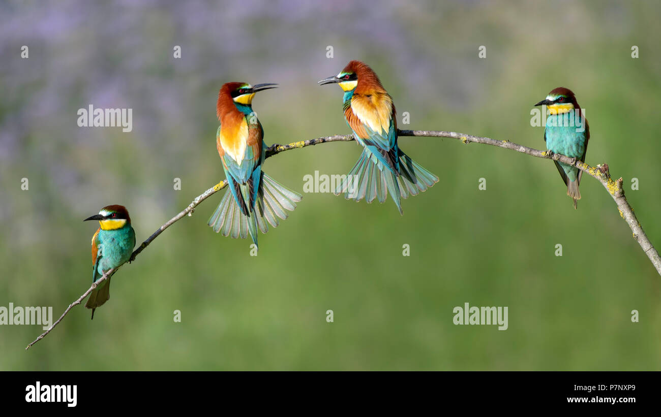 Des guêpiers (Merops apiaster), quatre oiseaux, groupe assis sur une branche, Burgenland, Autriche Banque D'Images