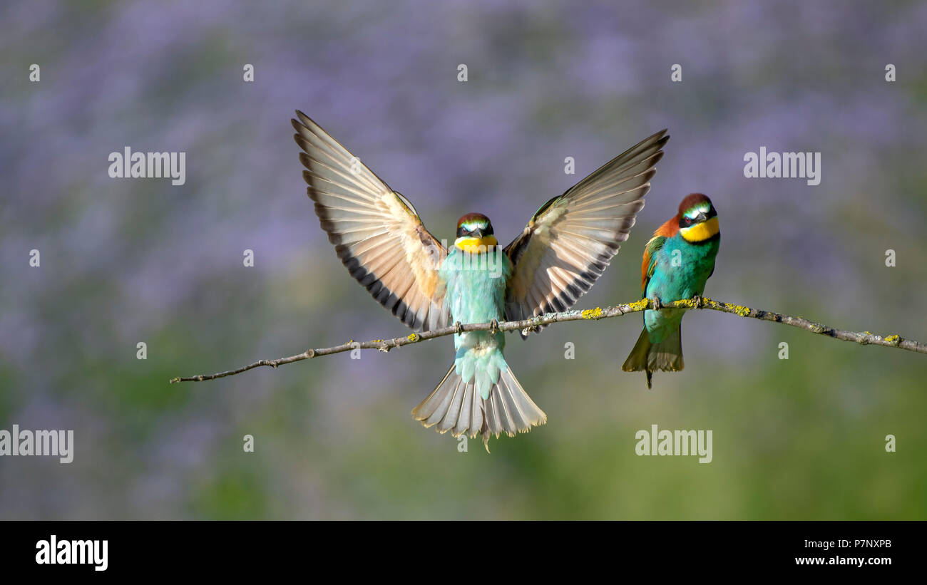 Des Guêpiers Merops Apiaster Deux Oiseaux Sur Une Branche