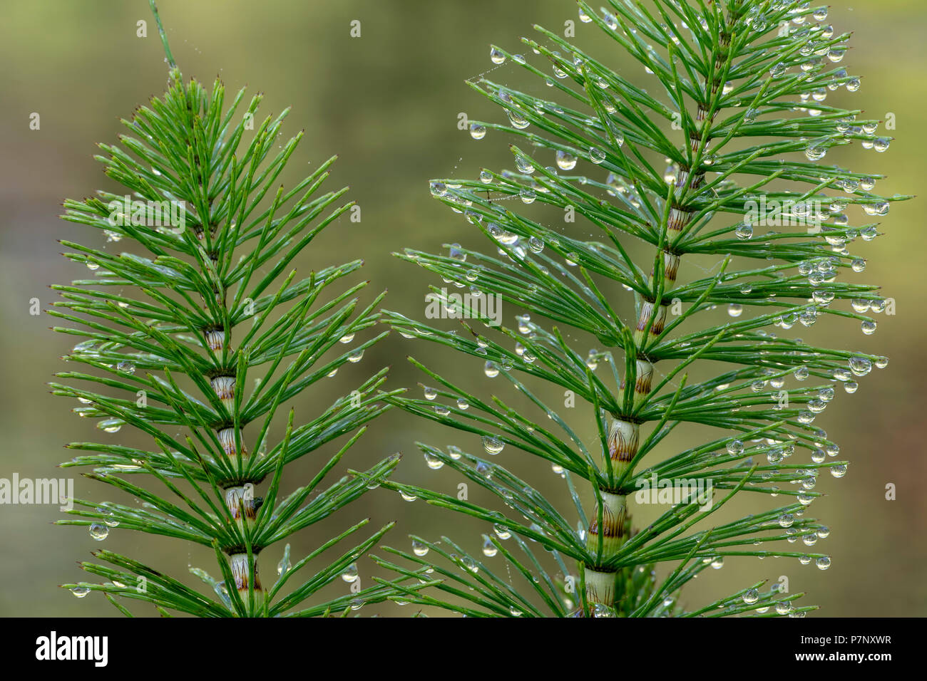 Grande Prêle (Equisetum telmateia) avec dewdrops, Burgenland, Autriche Banque D'Images