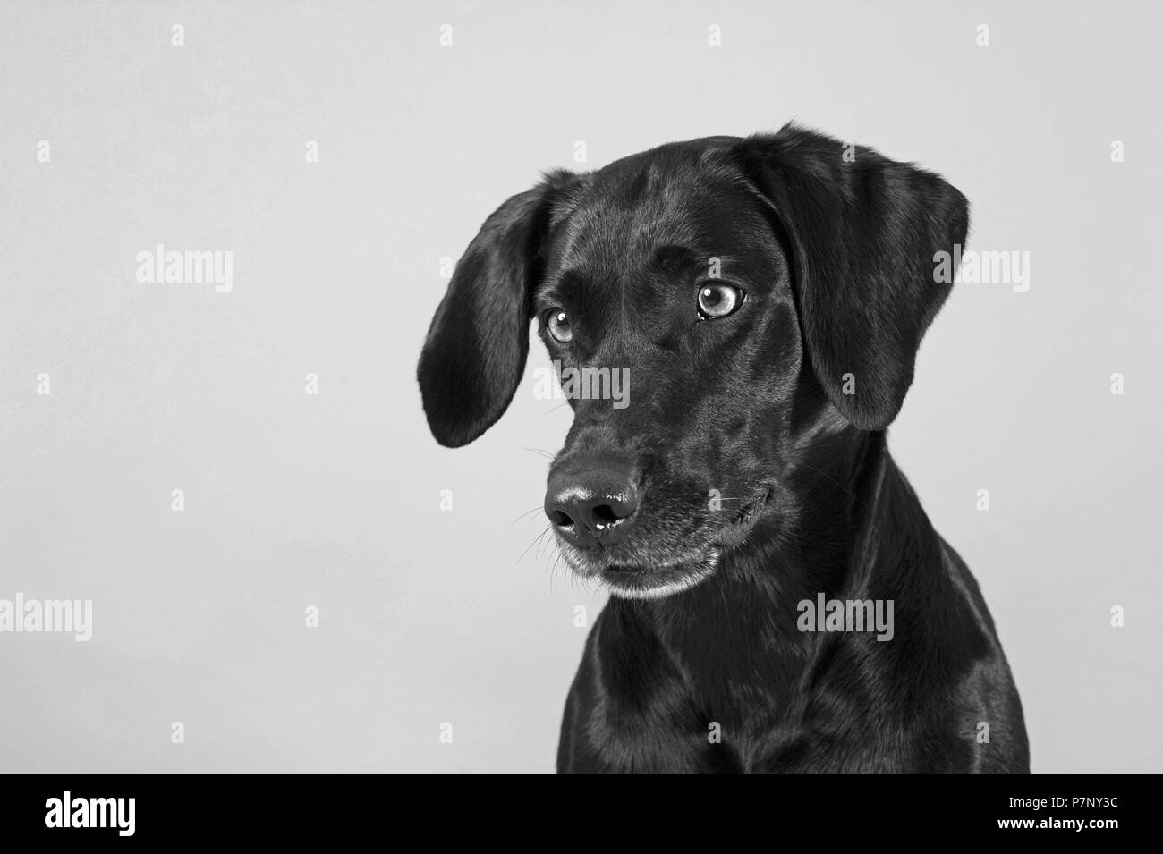 Labrador Retriever, noir, femme, animal portrait, monochrome Banque D'Images
