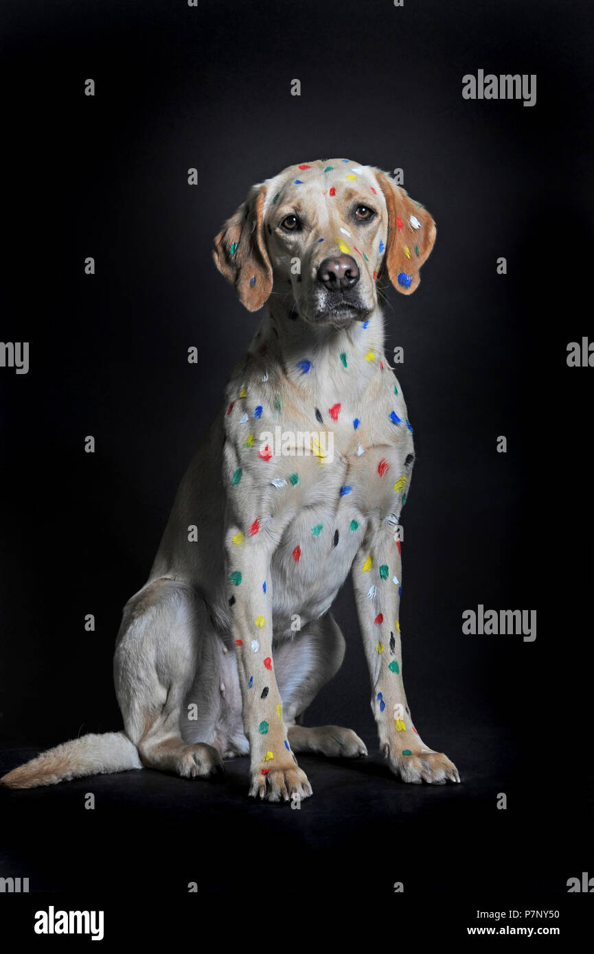 Labrador Retriever, femelle, avec des taches de peinture, assis Banque D'Images