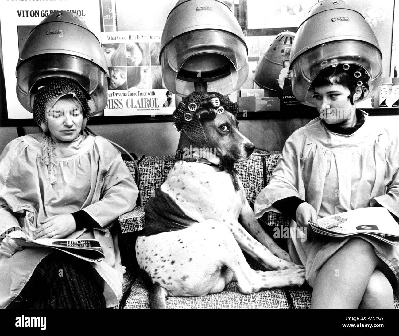 Chien avec bigoudis chez le coiffeur, sous le capot, entre deux dames, Angleterre, Grande-Bretagne Banque D'Images