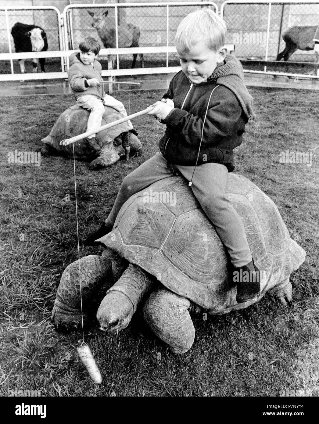 Genre se déplace sur une tortue géante, Angleterre, Grande-Bretagne Banque D'Images