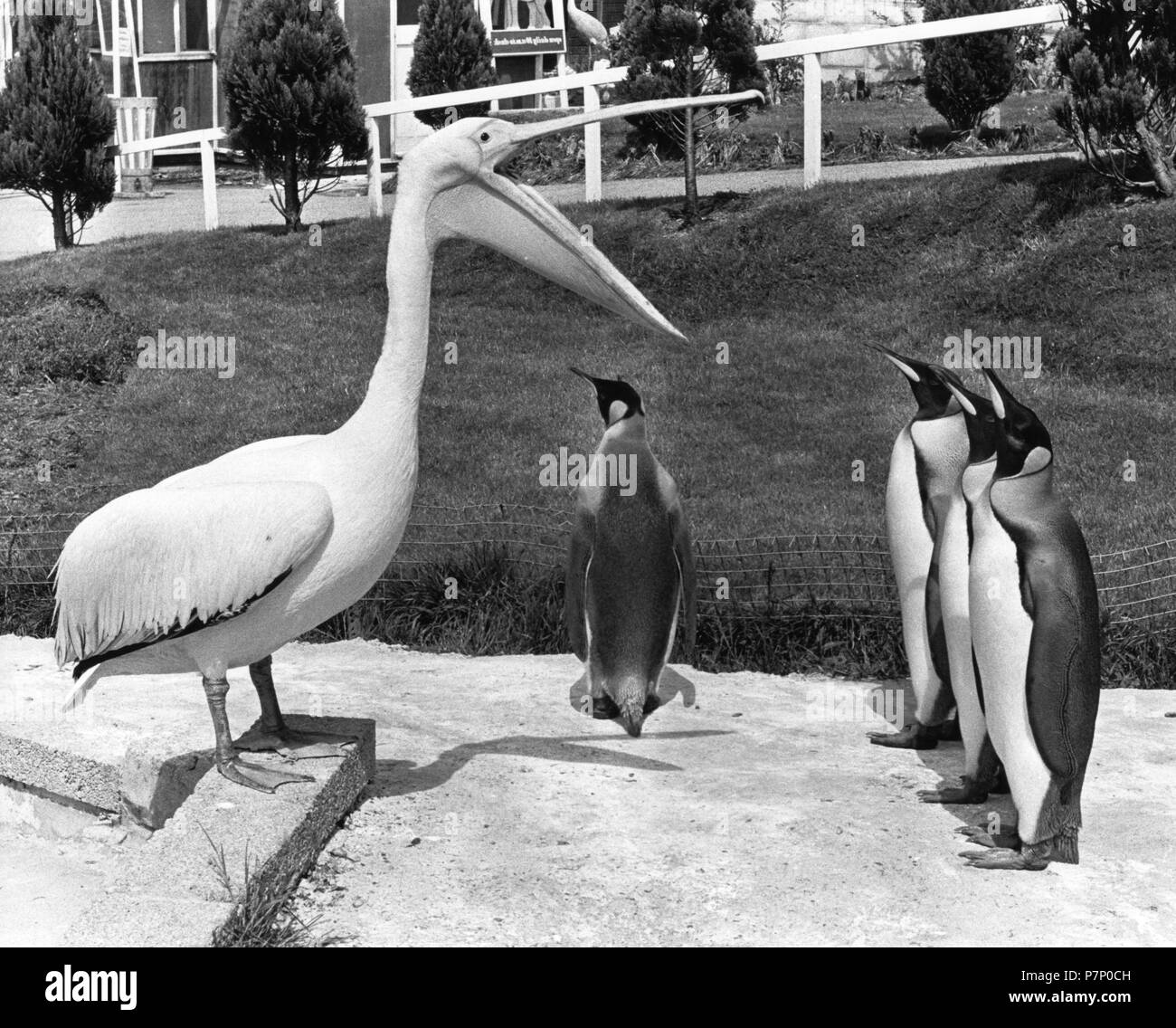 Pelican et pingouins nous parler, Angleterre, Grande-Bretagne Banque D'Images