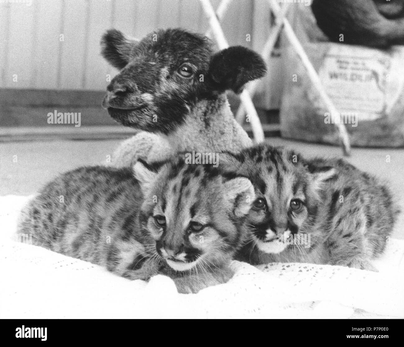 Avec deux bébés chèvres prédateur, Angleterre, Grande-Bretagne Banque D'Images