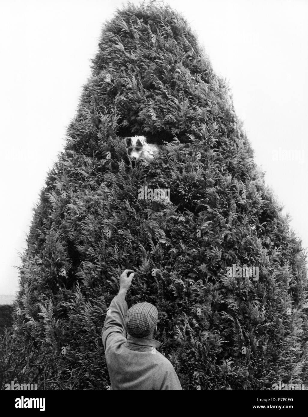 Homme avec Jack Russell Terrier dans un arbre, en Angleterre, Grande-Bretagne Banque D'Images