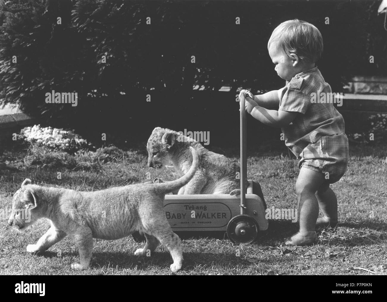 Tout-petit prédateur joue avec les bébés, Angleterre, Grande-Bretagne Banque D'Images