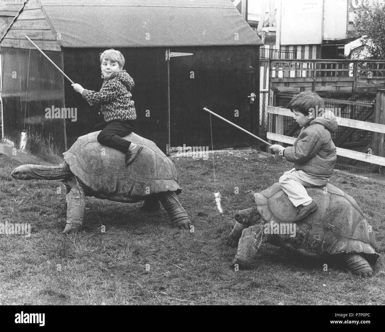 Les enfants voyagent sur des tortues géantes, Angleterre, Grande-Bretagne Banque D'Images