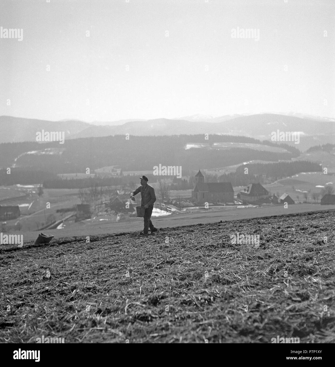 Farmer marche sur un champ et les truies, ca. 1945 à 1955, près de Fribourg, Allemagne Banque D'Images