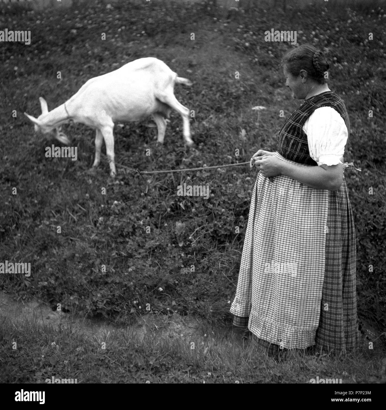 Femme au foyer vous permet d'une chèvre paître sur une laisse, ca. 1945 à 1955, près de Fribourg, Allemagne Banque D'Images