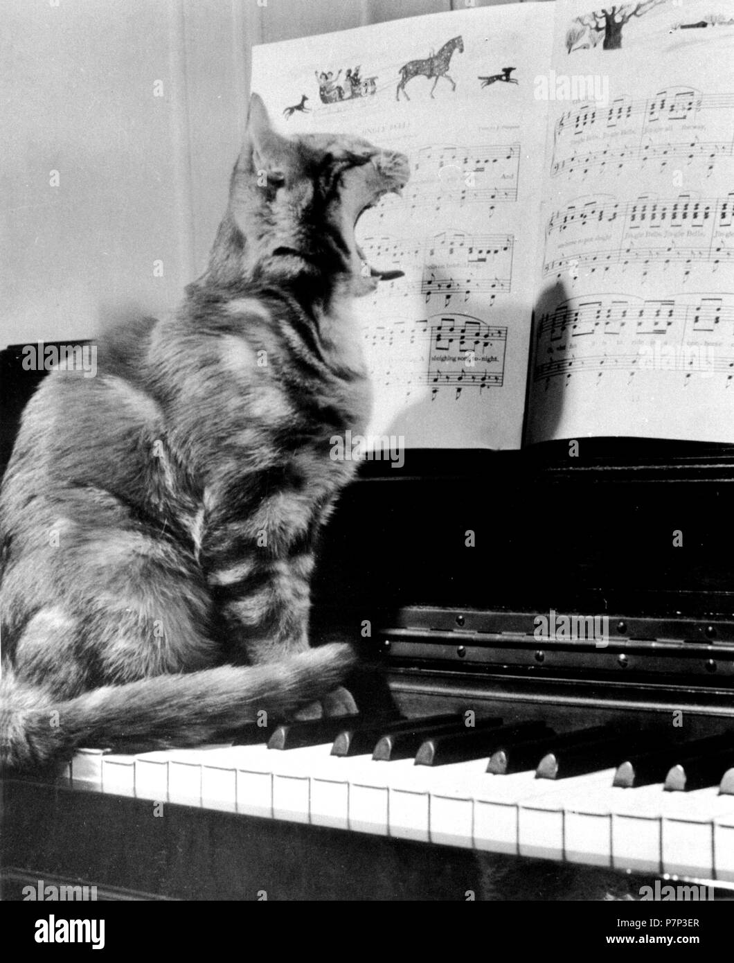 Chat sur piano, ca. 1950, lieu exact inconnu, Cuba, Caraïbes, Amérique  Centrale Photo Stock - Alamy