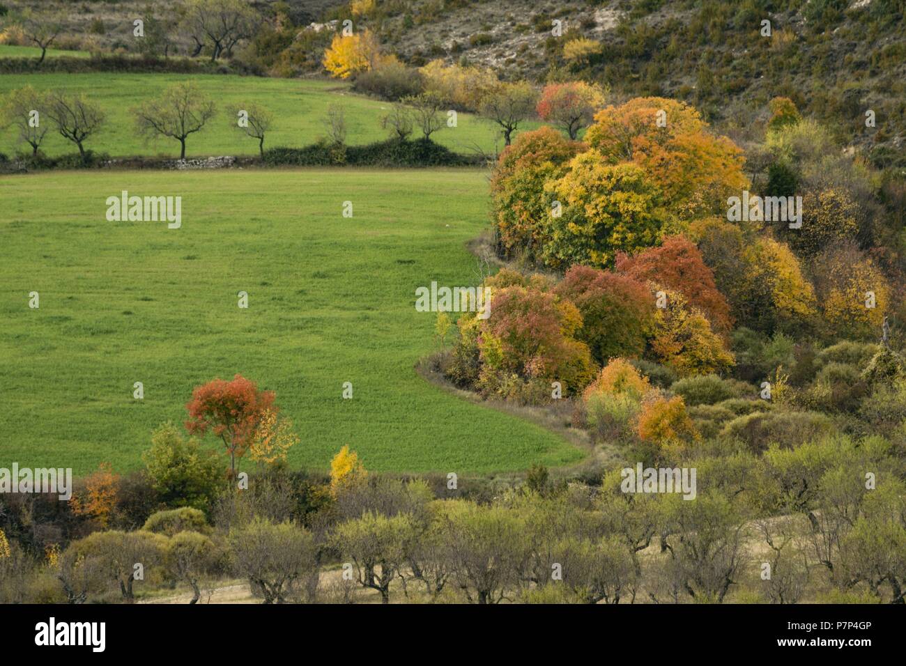 Santa María de la Nuez , municipio de Bárcabo, Sobrarbe, Provincia de Huesca, Comunidad Autónoma de Aragón, cordillera de los Pirineos, Espagne, Europe. Banque D'Images