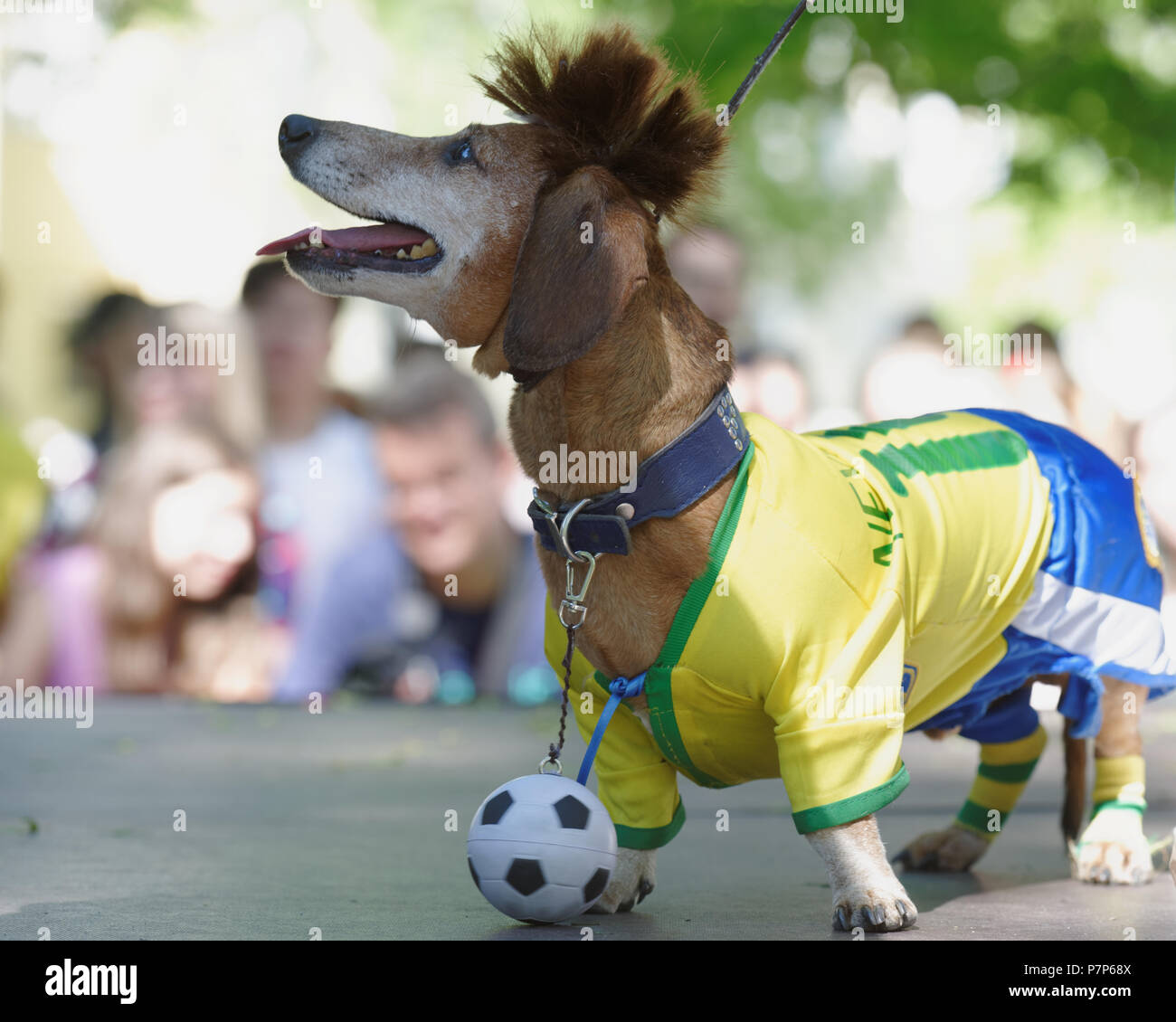 Saint-pétersbourg, Russie - le 26 mai 2018 : Chien en costume de joueur de l'équipe nationale du Brésil pendant la parade teckel. La fête traditionnelle est tim Banque D'Images