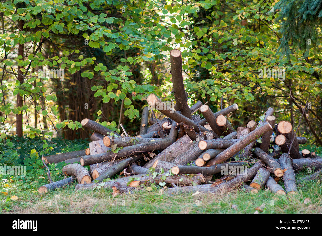 Pile d'essence dans une forêt de bois de hêtre Banque D'Images Pile d'essence dans une forêt de bois de hêtre Banque D'Images