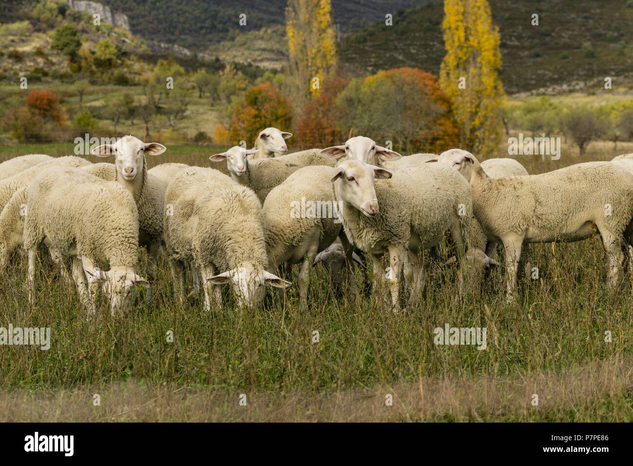 Rebaño de ovejas, Santa María de la Nuez , municipio de Bárcabo, Sobrarbe, Provincia de Huesca, Comunidad Autónoma de Aragón, cordillera de los Pirineos, Espagne, Europe. Banque D'Images