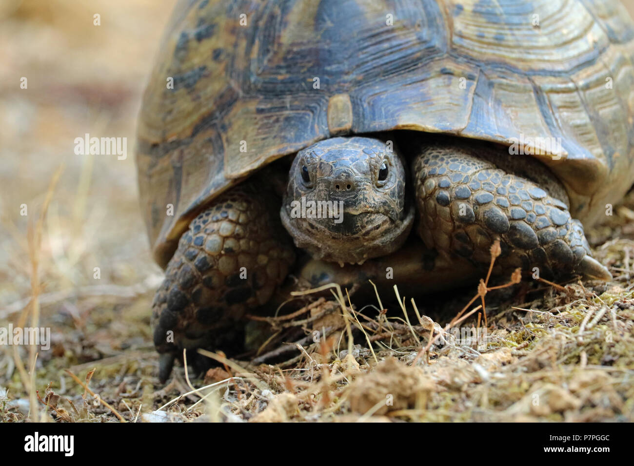 Close up de Testudo hermanni, tortue sur méditerranéen pour l'environnement naturel Banque D'Images