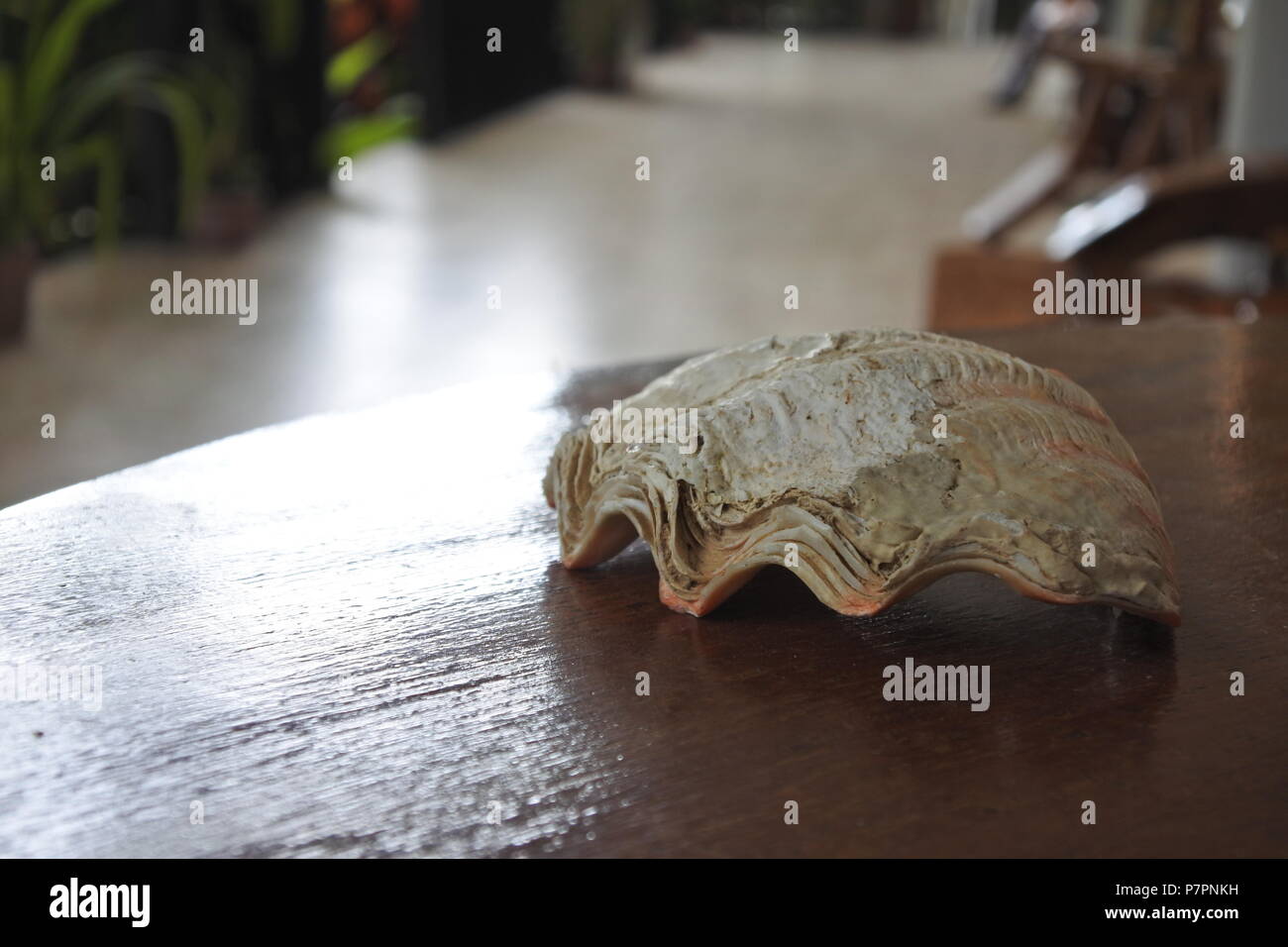 Un magnifique seashell élégamment exposé sur une table circulaire en bois poli, ajoutant une touche de charme côtier à l'élégant cadre en marbre. Banque D'Images