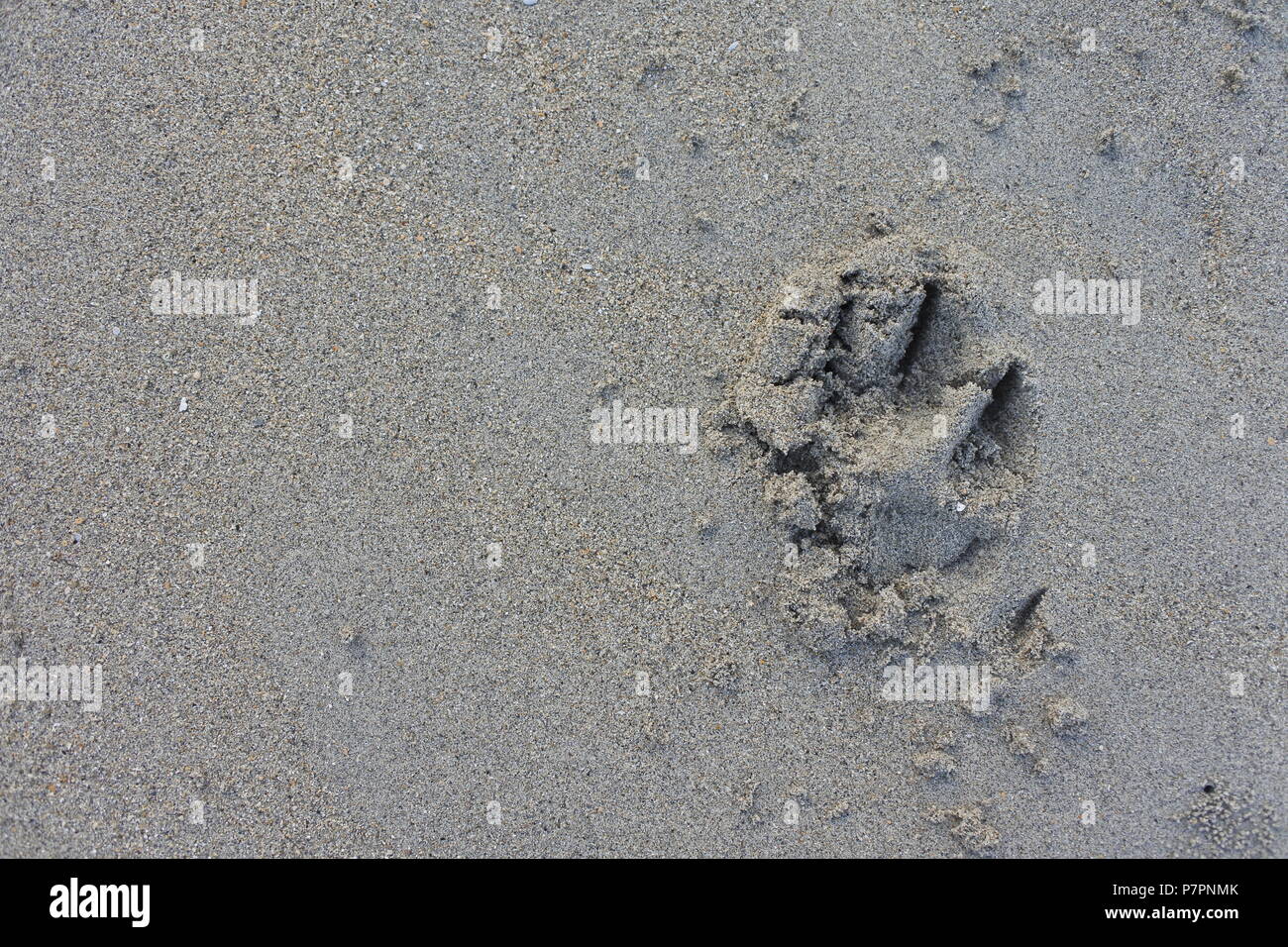 Plongez-vous dans la beauté sereine du sable plat de la plage avec une empreinte ludique, capturant des souvenirs joyeux. Banque D'Images