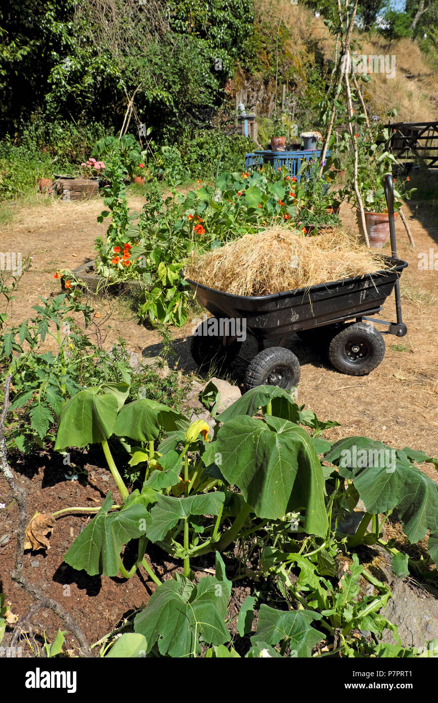 Un wagon avec herbe paille séchées à utiliser comme paillis dans le jardin autour de le flétrissement des plantes assoiffées dans la canicule de l'été 2018 dans l'ouest du pays de Galles UK KATHY DEWITT Banque D'Images