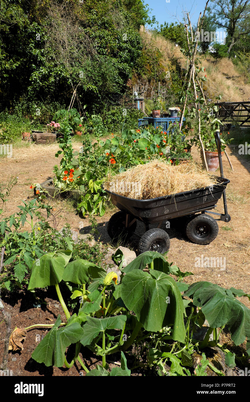 Un wagon avec herbe paille séchées à utiliser comme paillis dans le jardin autour de le flétrissement des plantes assoiffées dans la canicule de l'été 2018 dans l'ouest du pays de Galles UK KATHY DEWITT Banque D'Images