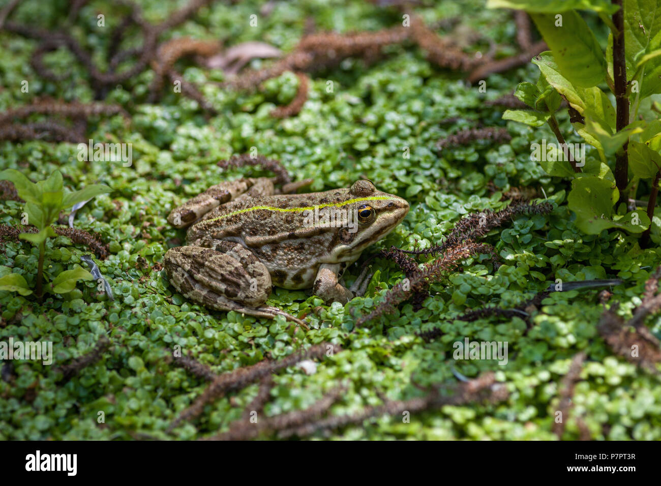 Hybride italienne Green Frog, Rana verde ibrida italiana Banque D'Images