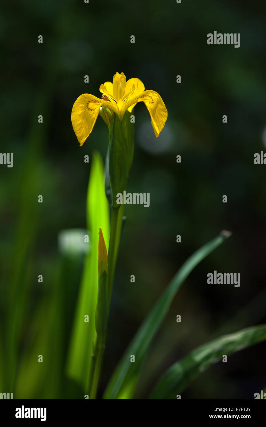 Iris aqueux en fond noir Banque D'Images