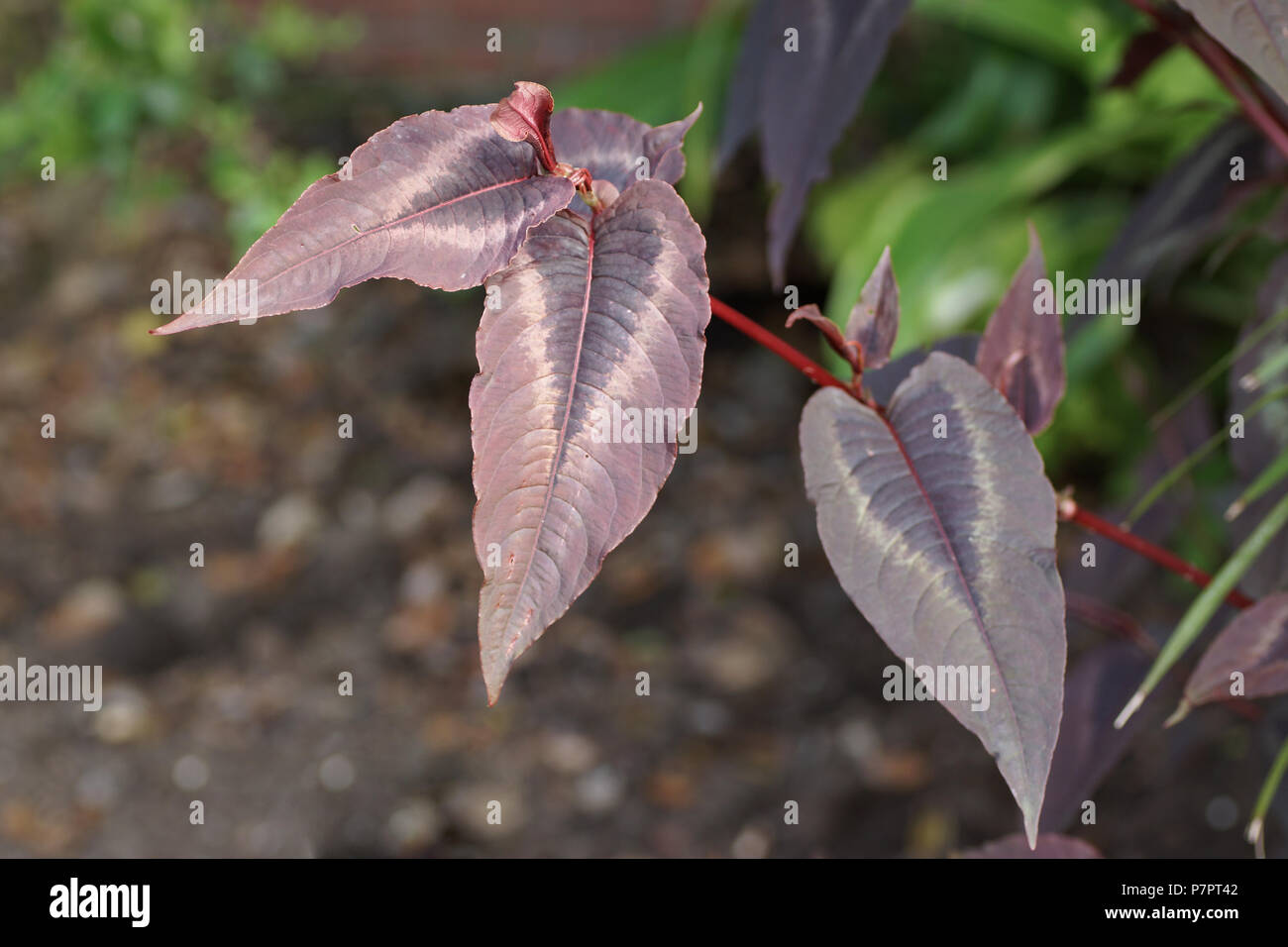 Persicaria microcephala 'Red Dragon' Banque D'Images