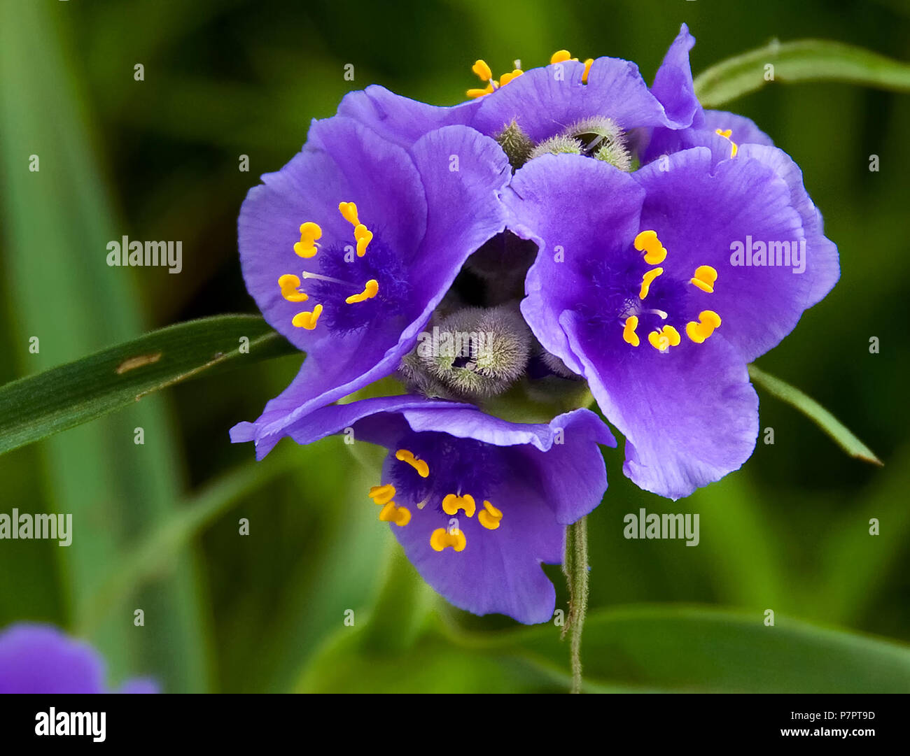 Fleurs Tradescantie violet avec un fond vert Banque D'Images