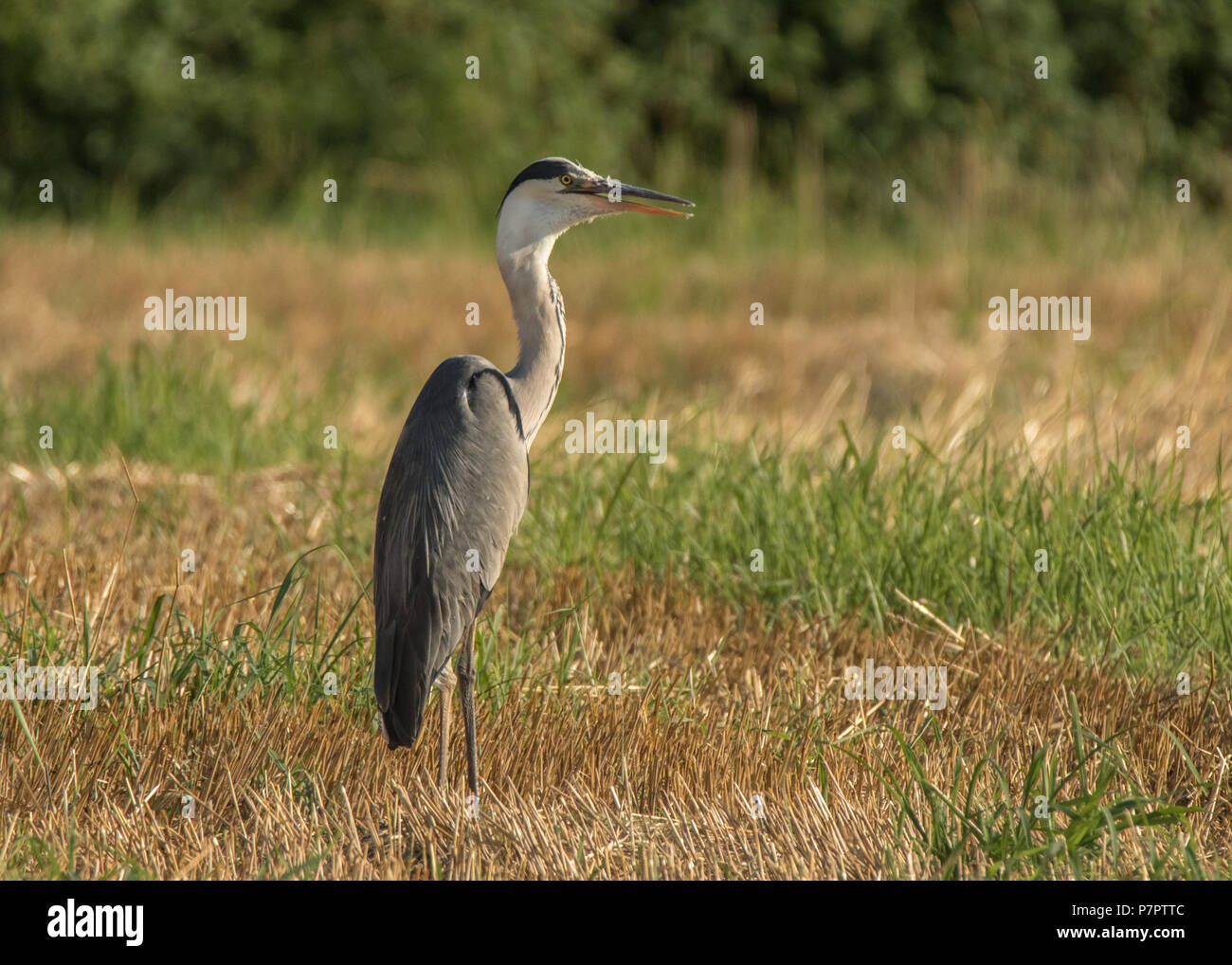 Dans le champ un heron héron magnifique dans le domaine de la faune animaux oiseaux Banque D'Images