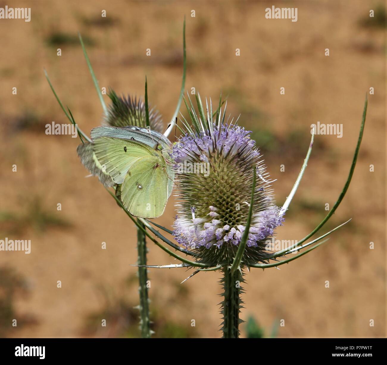 Alimentation papillon Banque D'Images