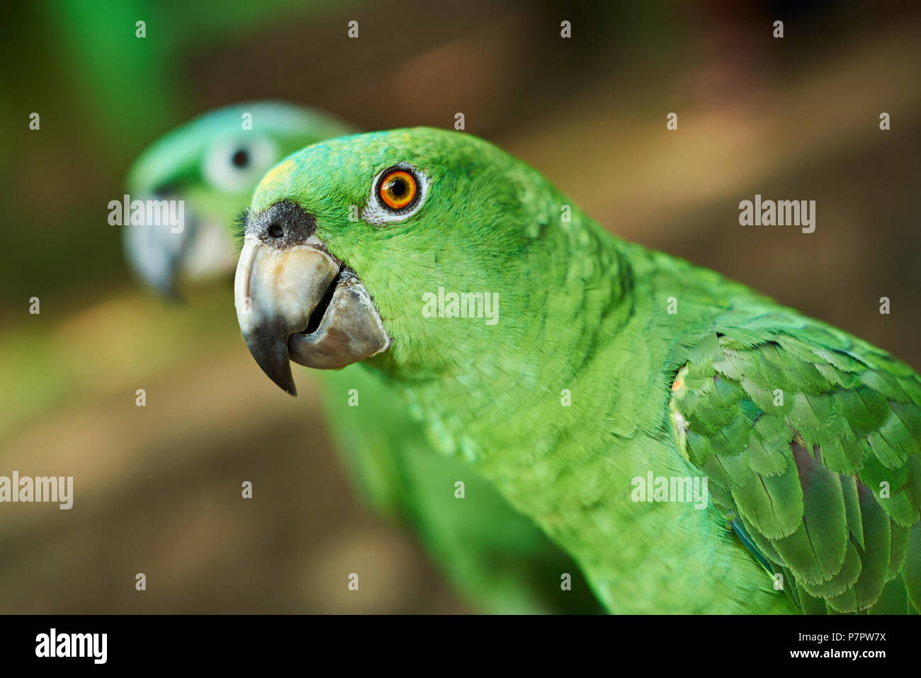 Close-up of green parrot head sur l'arrière-plan flou Banque D'Images
