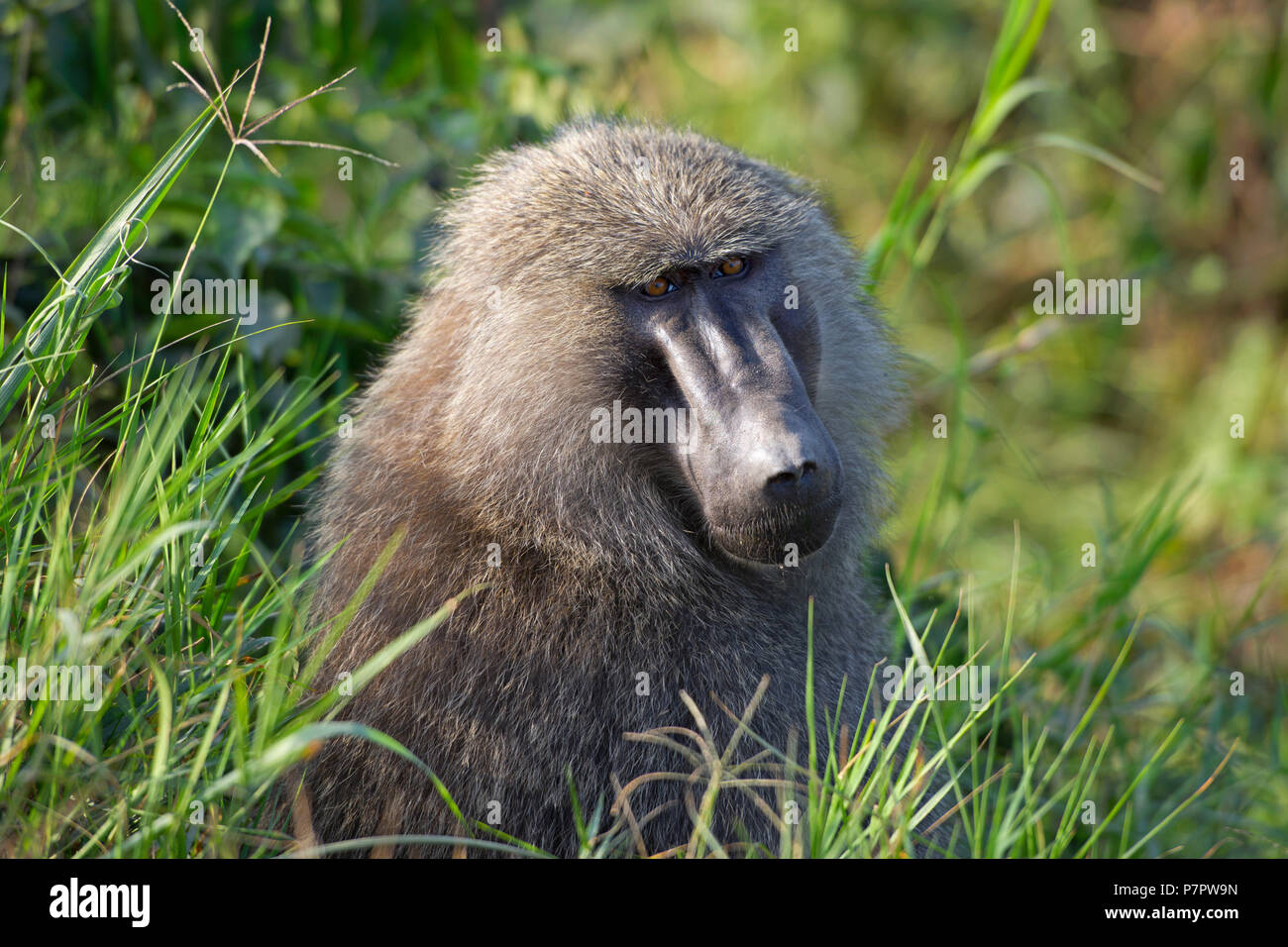 Le babouin Olive, Papio Anubis, Parc national Queen Elizabeth, en Ouganda Banque D'Images