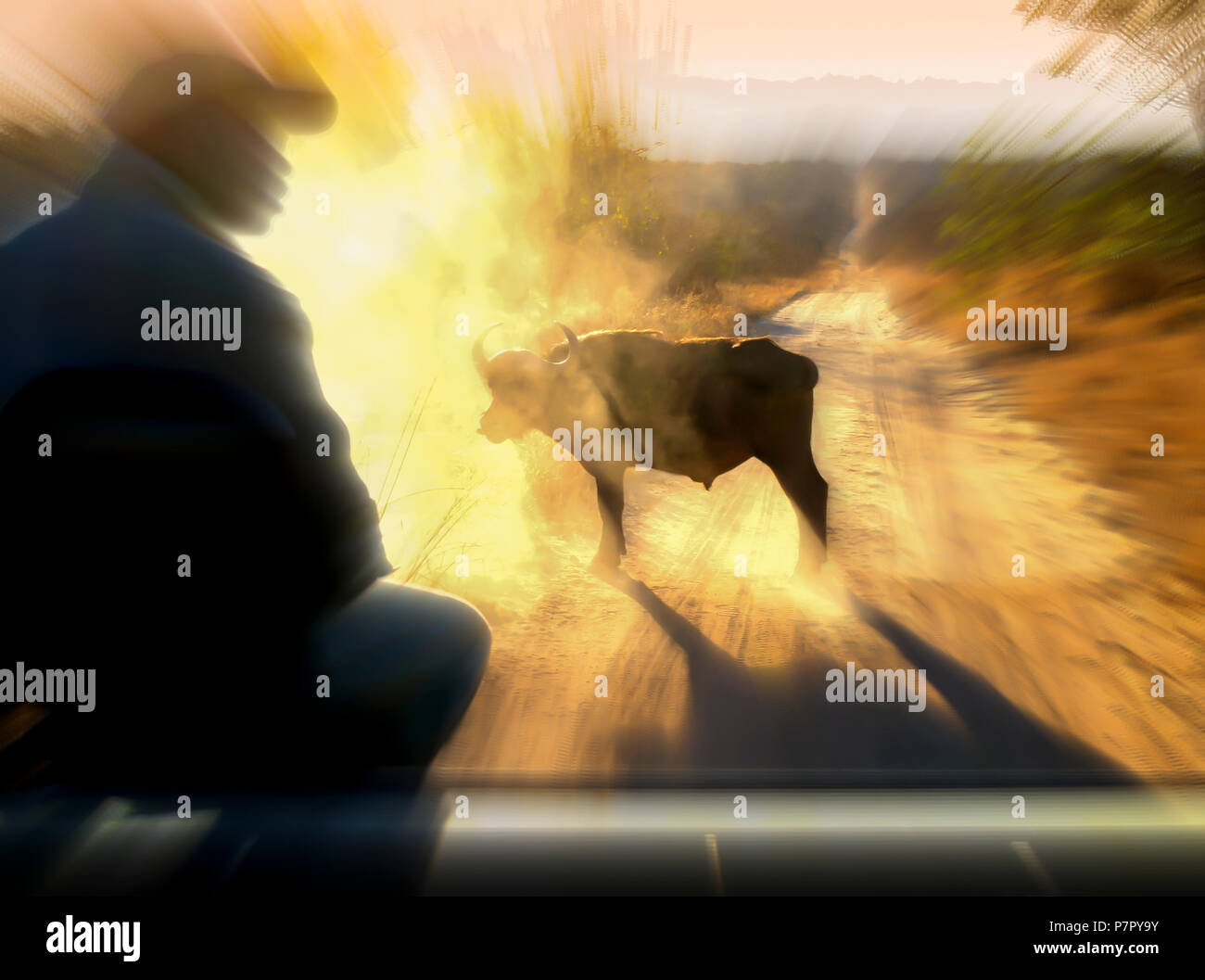 L'Afrique du Sud, excitant rencontre avec un buffle lors d'un big five game drive à l'aube Banque D'Images