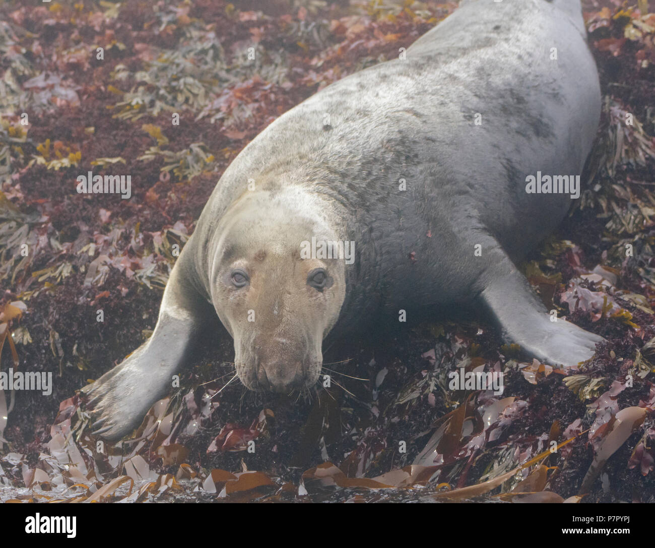 Phoque gris (Halichoerus grypus). Près de l'île Machias Seal Island au large de la côte du Maine. Banque D'Images