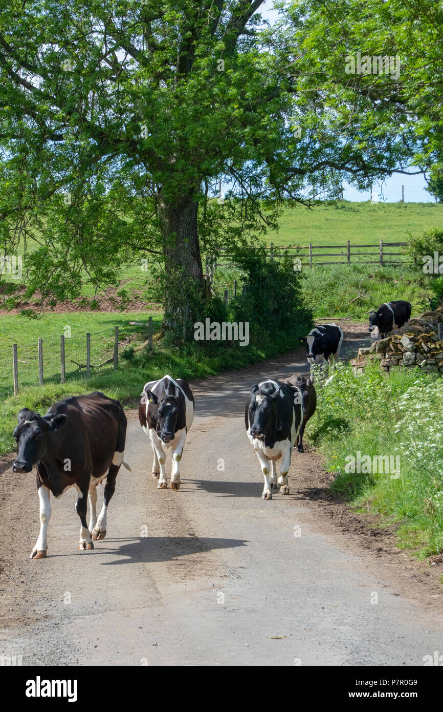 Les bovins laitiers walking down lane dans l'Eden Valley, Cumbria Banque D'Images