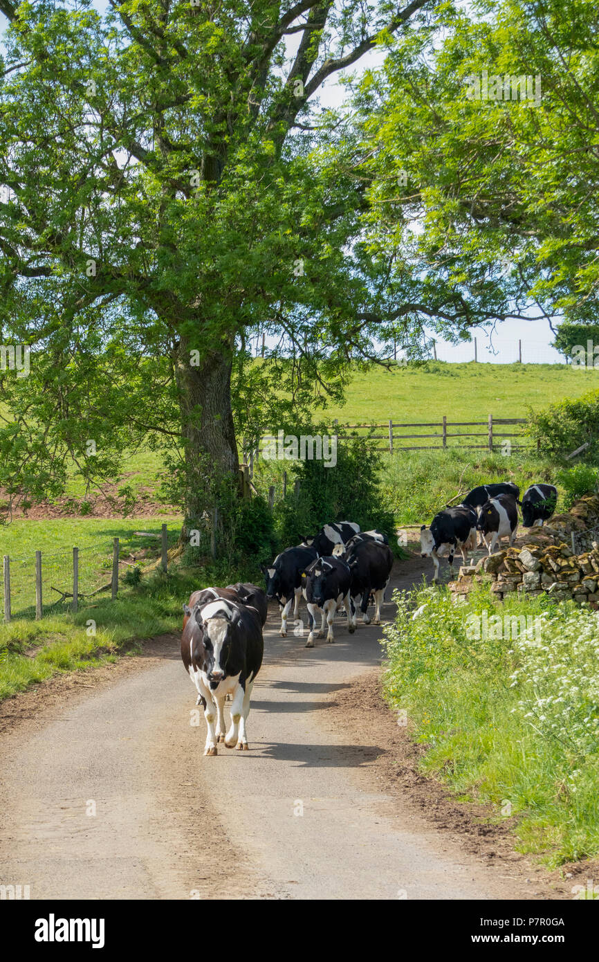 Les bovins laitiers walking down lane dans l'Eden Valley, Cumbria Banque D'Images